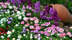 Making a flowerbed with your own hands near the house: basic principles and options in the photo
